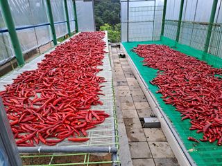 강정희님의 고추 · 수확 작성글 사진