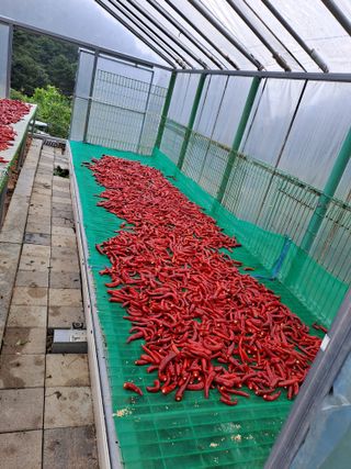 강정희님의 고추 · 수확 작성글 사진