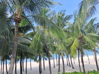 강정희님의 고추 · 수확 작성글 사진