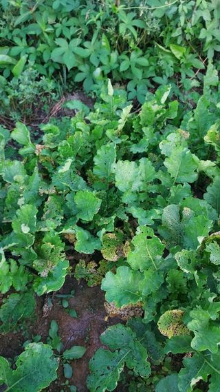 천지창조님의 팜모닝 병해충 연구회 · 병해충상담 작성글 사진