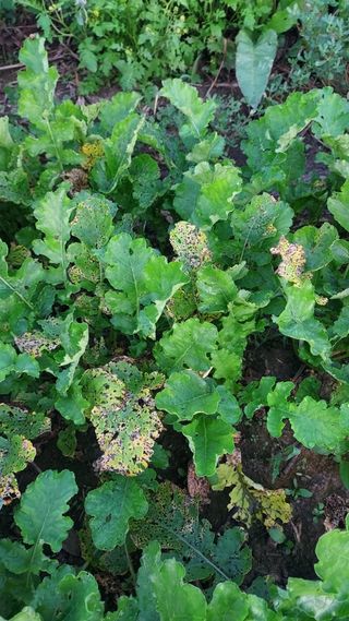 천지창조님의 팜모닝 병해충 연구회 · 병해충상담 작성글 사진