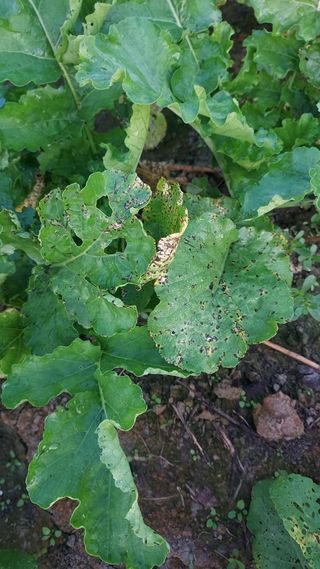 천지창조님의 팜모닝 병해충 연구회 · 병해충상담 작성글 사진