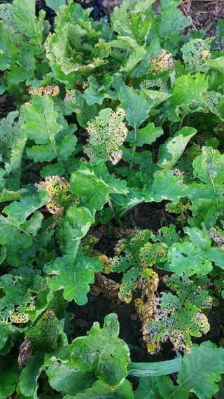 천지창조님의 팜모닝 병해충 연구회 · 병해충상담 작성글 사진