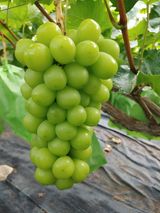 팜모닝 포도·자유게시판 게시글 이미지