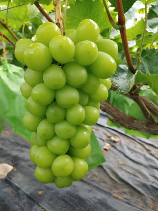 삼각지대충복님의 포도 · 자유게시판 작성글 사진