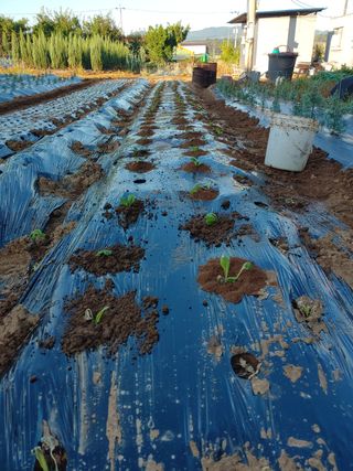 블루아이스님의 배추 · 영농일지 작성글 사진