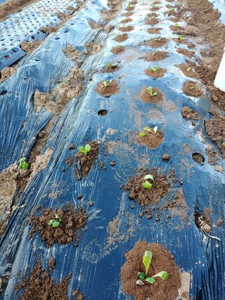 블루아이스님의 배추 · 영농일지 작성글 사진