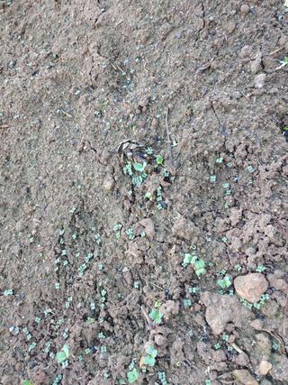 블루아이스님의 배추 · 영농일지 작성글 사진