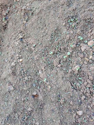 블루아이스님의 배추 · 영농일지 작성글 사진