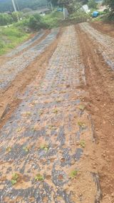 팜모닝 9월 내 작물 자랑하기·참여글 게시글 이미지