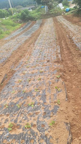 박정석님의 9월 내 작물 자랑하기 · 참여글 작성글 사진