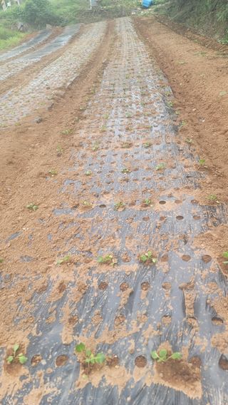 박정석님의 9월 내 작물 자랑하기 · 참여글 작성글 사진