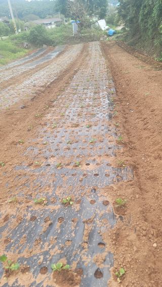 박정석님의 9월 내 작물 자랑하기 · 참여글 작성글 사진