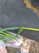 팜모닝 마늘·병해충상담 게시글 이미지