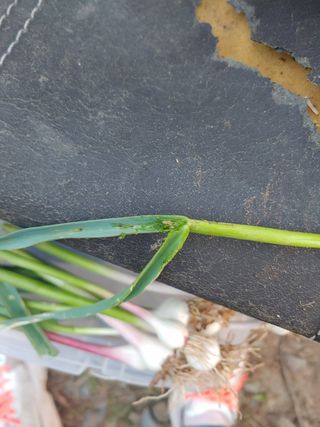 이소영님의 마늘 · 병해충상담 작성글 사진