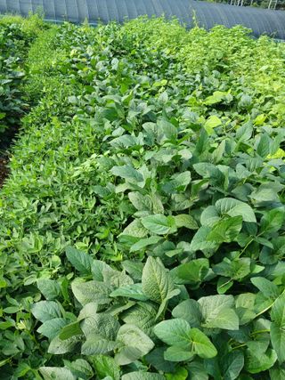 농사정보배우고싶어요님의 자유주제 · 자유게시판 작성글 사진