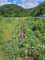 팜모닝 고구마·영농일지 게시글 이미지