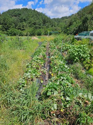 김성진님의 고구마 · 영농일지 작성글 사진
