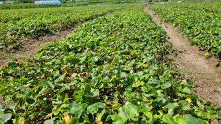 조병대님의 기타작물 · 자유게시판 작성글 사진