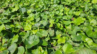 조병대님의 기타작물 · 자유게시판 작성글 사진