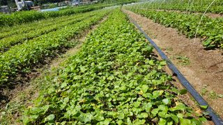 조병대님의 기타작물 · 자유게시판 작성글 사진