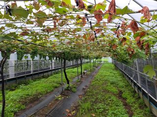 도랑생각님의 자두 · 자유게시판 작성글 사진