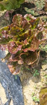 팜모닝 팜모닝 병해충 연구회·병해충상담 게시글 이미지