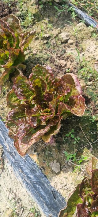 이창훈님의 팜모닝 병해충 연구회 · 병해충상담 작성글 사진