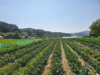 감7993님의 콩 · 자유게시판 작성글 사진