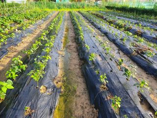 감7993님의 콩 · 자유게시판 작성글 사진