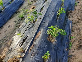 감7993님의 콩 · 자유게시판 작성글 사진