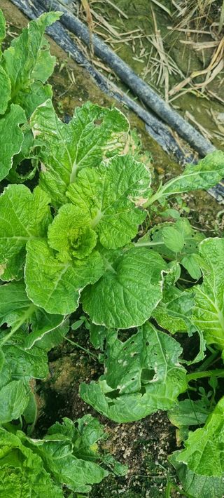 이창훈님의 팜모닝 병해충 연구회 · 병해충상담 작성글 사진