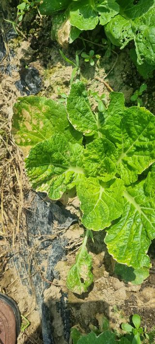 이창훈님의 팜모닝 병해충 연구회 · 병해충상담 작성글 사진