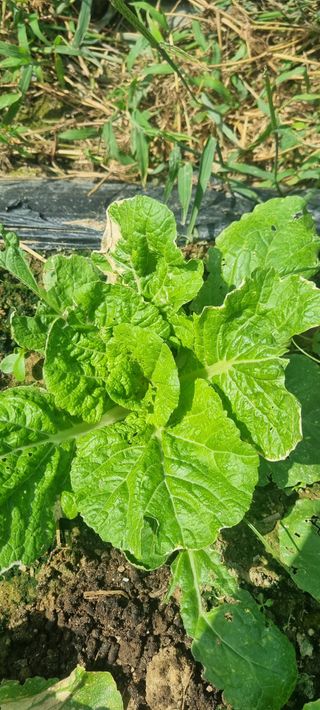 이창훈님의 팜모닝 병해충 연구회 · 병해충상담 작성글 사진