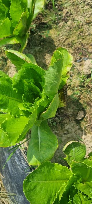 이창훈님의 팜모닝 병해충 연구회 · 병해충상담 작성글 사진