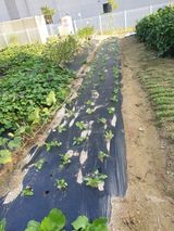 팜모닝 기타작물·영농일지 게시글 이미지