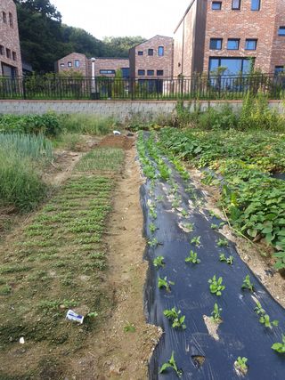 만대산후손님의 기타작물 · 영농일지 작성글 사진