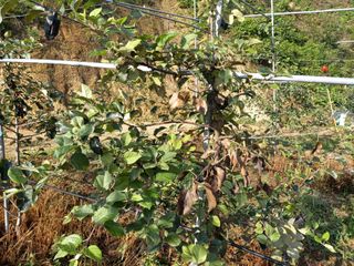 이병욱 님의 사과 · 병해충상담 작성글 사진