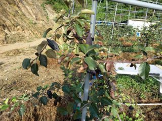 이병욱 님의 사과 · 병해충상담 작성글 사진