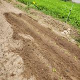 팜모닝 배추·영농일지 게시글 이미지