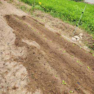 박은정님의 배추 · 영농일지 작성글 사진