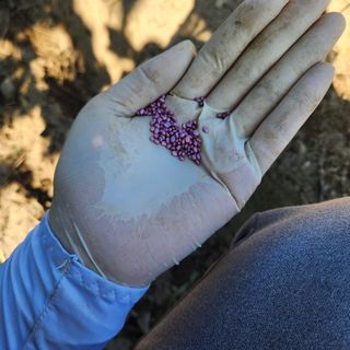 박은정님의 배추 · 영농일지 작성글 사진