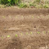 팜모닝 배추·영농일지 게시글 이미지