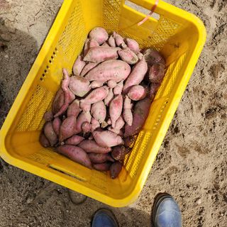 박은정님의 배추 · 영농일지 작성글 사진