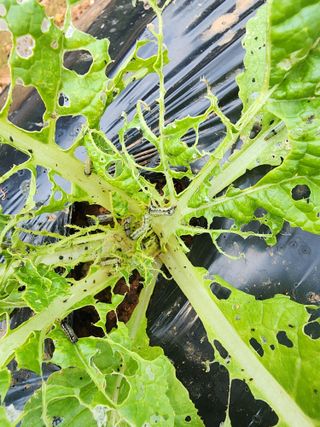 하이킥님의 배추 · 병해충상담 작성글 사진