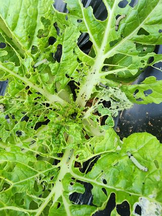 하이킥님의 배추 · 병해충상담 작성글 사진