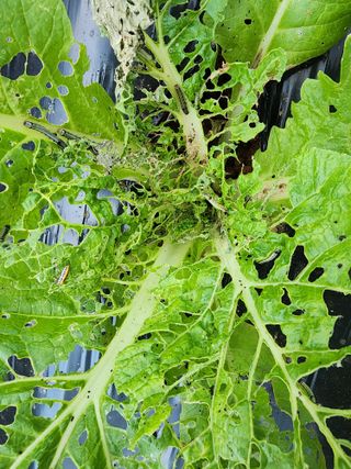 하이킥님의 배추 · 병해충상담 작성글 사진