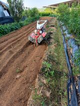 팜모닝 마늘·토양준비 게시글 이미지