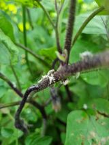 팜모닝 기타작물·병해충상담 게시글 이미지