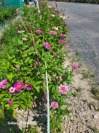 아림농장 대저2동 님의 고추 · 일상 작성글 사진